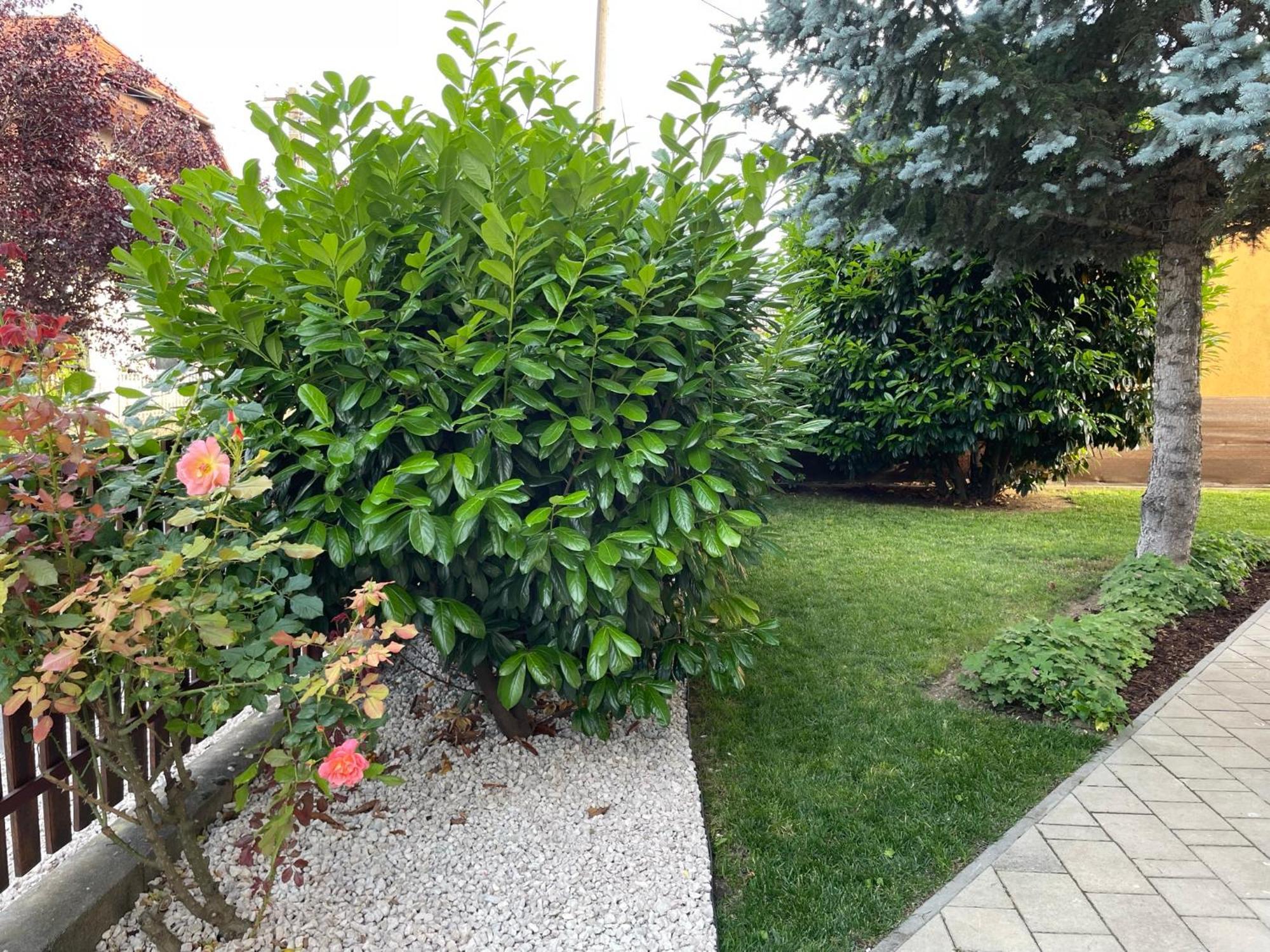 Villa Lili Apartments Balatonkeresztúr エクステリア 写真